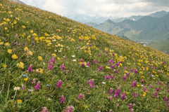 Alpenblumenwiese